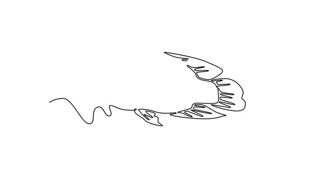 Napoleon wrasse. Sea animal concept. Single line draw design. Full length animation illustration. High quality 4k footage