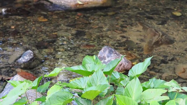 Homalomena taro plants by the flowing stream.