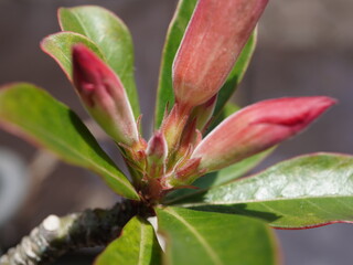Vibrant pink flower buds emerging on lush green plant