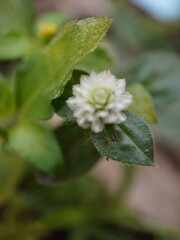 Obraz premium Close-up of a small white flower with green leaves