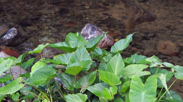 Homalomena taro plants by the flowing stream.