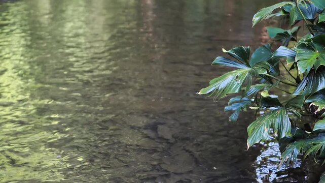 Homalomena taro plants by the flowing stream.