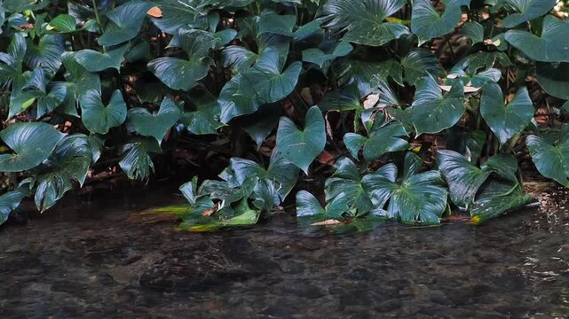 Homalomena taro plants by the flowing stream.