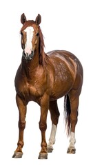 Fototapeta premium Chestnut horse stands tall, looking forward. Isolated on white, with a blaze on its face and white socks