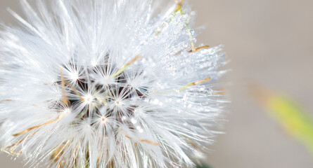 close up of dandelion