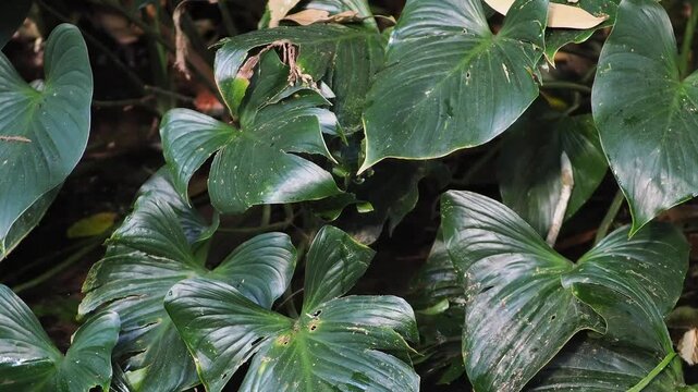 Homalomena taro plants by the flowing stream.