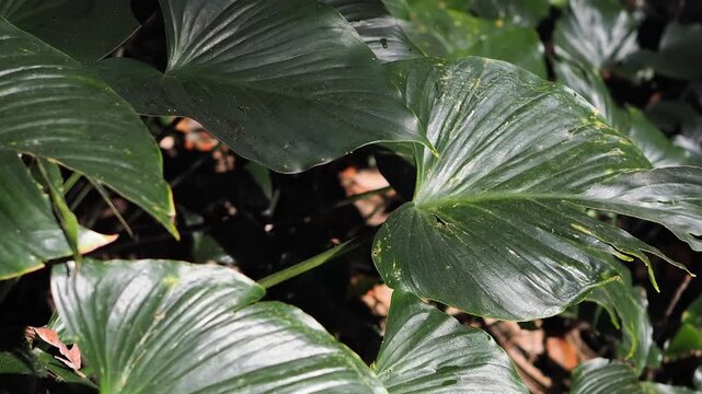 Homalomena taro plants by the flowing stream.