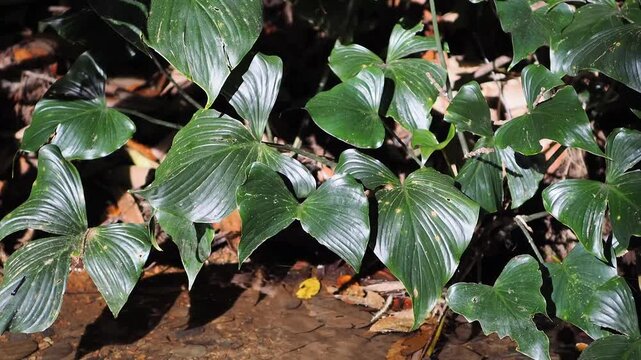 Homalomena taro plants by the flowing stream.