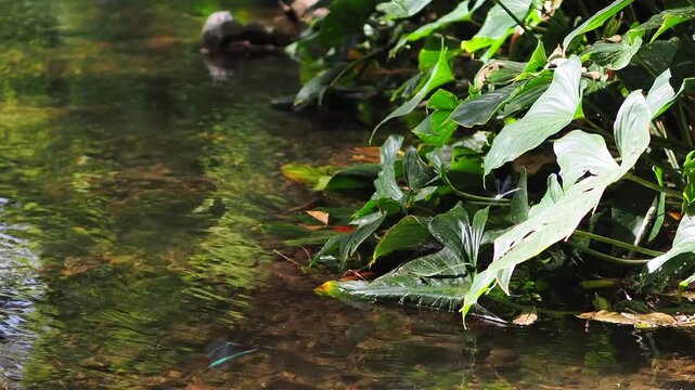 Homalomena taro plants by the flowing stream.