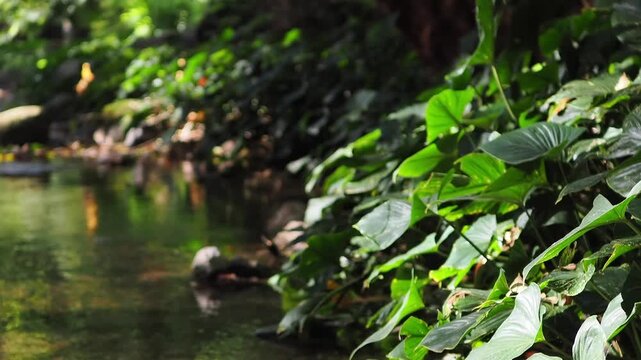 Homalomena taro plants by the flowing stream.