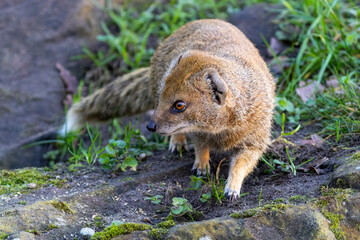 Eine laufende Fuchsmanguste in der Frontale
