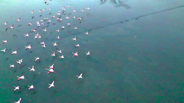 drone shot of flamingos at Navi Mumbai creek