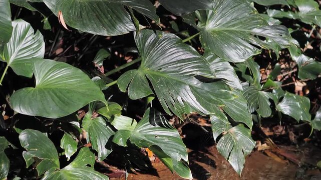Homalomena taro plants by the flowing stream.