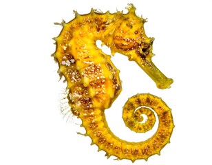 A bright yellow seahorse with a spiraled tail is isolated on a clean white background