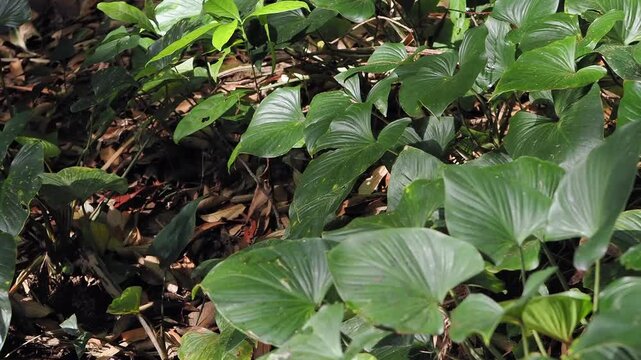Homalomena taro plants by the flowing stream.