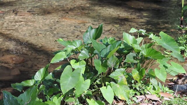 Homalomena taro plants by the flowing stream.
