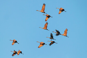 Flock of sandhill cranes (Grus canadensis) flying over southwest Florida. © Hayley Rutger