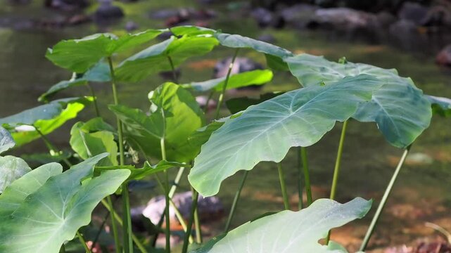 Homalomena taro plants by the flowing stream.