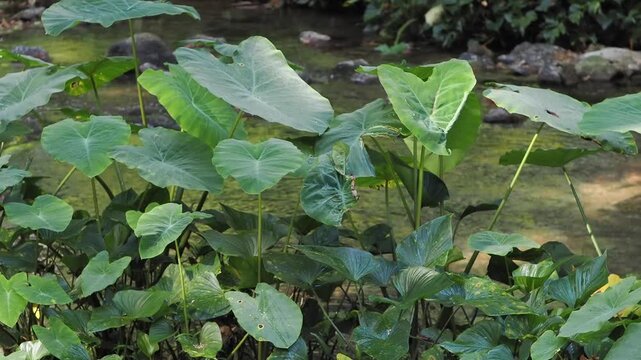 Homalomena taro plants by the flowing stream.