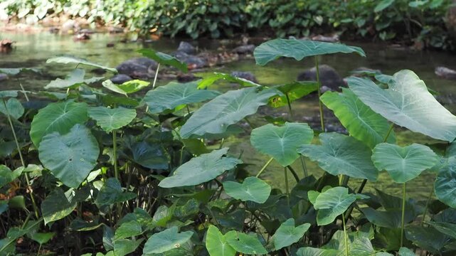 Homalomena taro plants by the flowing stream.