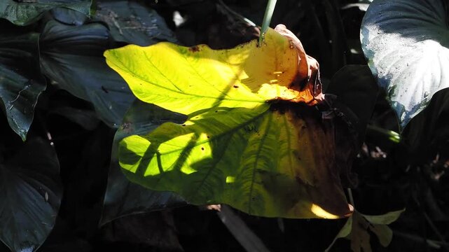 Homalomena taro plants by the flowing stream.