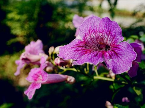 A close up of a flower with a blury background