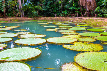 Water lily lotus aquatic plant flower in pond lake Brazil.