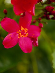 Obraz premium Vibrant pink flower with yellow stamens in lush green garden