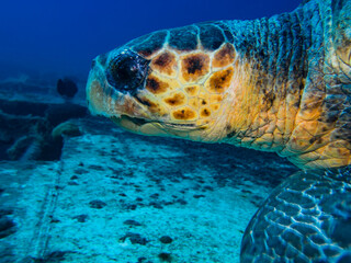 Loggerhead sea turtle- Caretta caretta