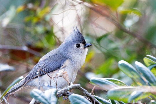 A tufted titmouse (Baeolophus bicolor) in Tarpon Springs, Florida