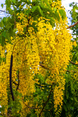 Golden Shower tree with tropical yellow flowers blossoms in Brazil.