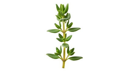 Fototapeta premium green plant on white background