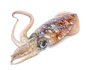 Cuttlefish isolated against white showcasing its tentacles, mottled body and reflective eye in intricate detail