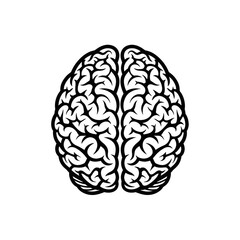 Top view of a human brain isolated on transparent background
