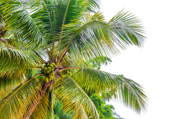 Obraz premium Tropical Palms Trees Palm Tree with Blue Cloudy Sky Brazil.