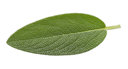 Green leaf isolated on transparent background a single oval shaped foliage