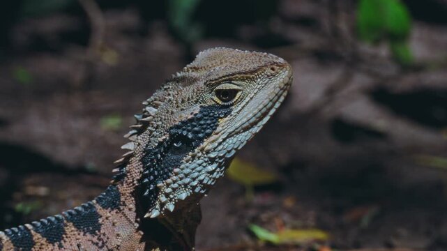Water Dragon Displaying Textured Scaled Features, Close View Of Vigilant Lizard In Natural Surroundings