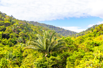 Obraz premium Tropical mountain hill with jungle rainforest trees blue sky