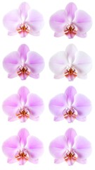 Eight orchids in a vertical row, softly blurred, showcasing delicate pink hues against a clean, bright white background