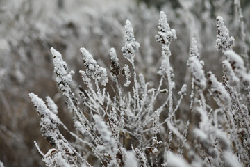 Obraz premium White snow on a bare tree branches on a frosty winter day, close up. Natural background. Selective botanical background.