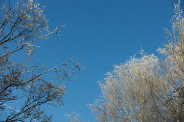 White snow on a bare tree branches on a frosty winter day, close up. Natural background. Selective botanical background.