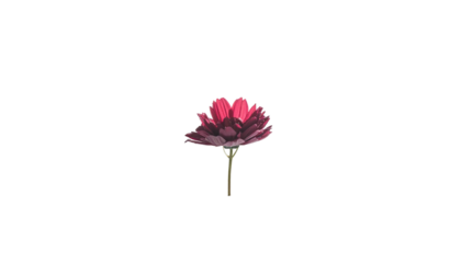 Isolated, vibrant pink and red flower with stem against black background