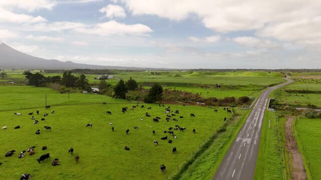 Flying over clows and gree fields in New Zealand looking up at Mt Taranaki west of New Plymouth
