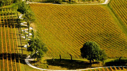 Foliage d'autunno nei vigneti del vino Sangiovese delle colline bolognesi. Imola, Bologna, Emilia Romagna. Italia