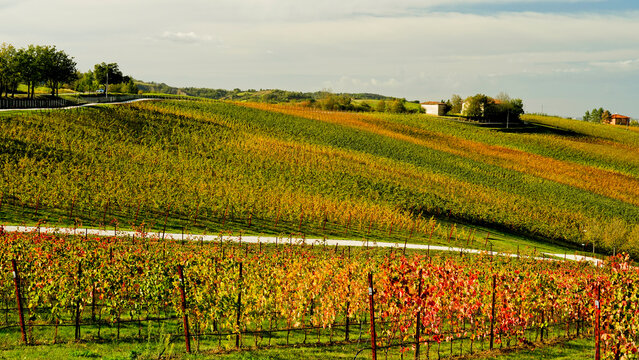 Foliage d'autunno nei vigneti del vino Sangiovese delle colline bolognesi. Imola, Bologna, Emilia Romagna. Italia	