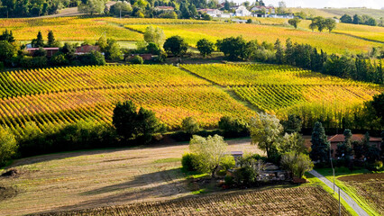 Fototapeta premium Foliage d'autunno nei vigneti del vino Sangiovese delle colline bolognesi. Imola, Bologna, Emilia Romagna. Italia 