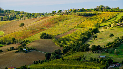 Fototapeta premium Foliage d'autunno nei vigneti del vino Sangiovese delle colline bolognesi. Imola, Bologna, Emilia Romagna. Italia 