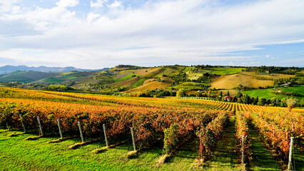Fototapeta premium Foliage d'autunno nei vigneti del vino Sangiovese delle colline bolognesi. Imola, Bologna, Emilia Romagna. Italia 