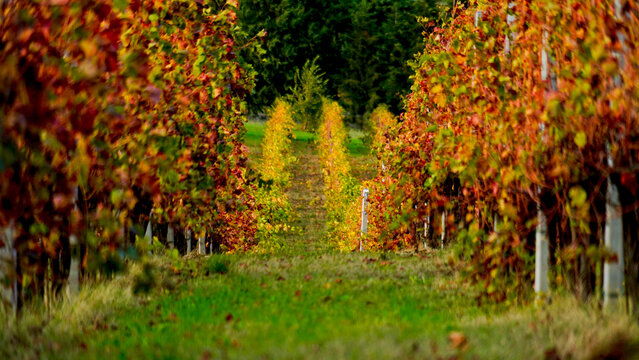 Foliage d'autunno nei vigneti del vino Sangiovese delle colline bolognesi. Imola, Bologna, Emilia Romagna. Italia	