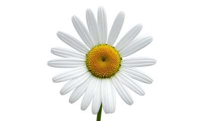 A close-up of a daisy flower with white petals and a yellow center